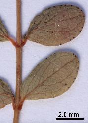 Hypericum humifusum leaf shape varies. This specimen has ovate-elliptic leaves.
 © Landcare Research 2010 